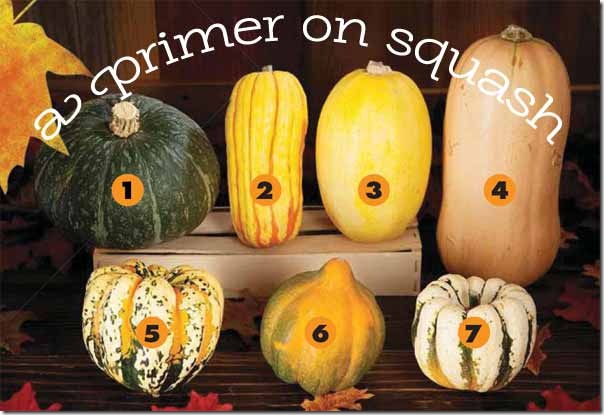 aprimeronsquash